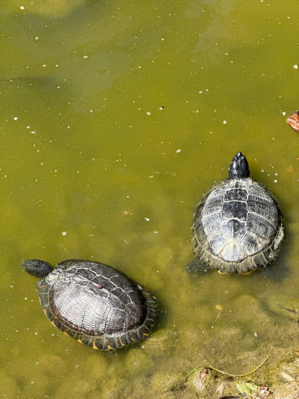 Lazy afternoon at Retiro: turtles, swans, fountains, and stone sculptures.