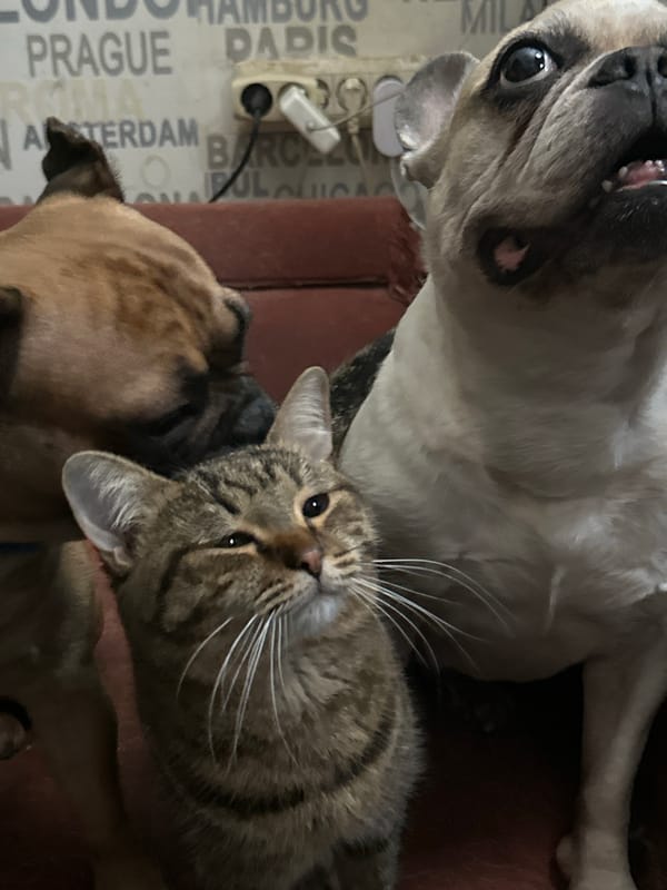 Moscow resident captures playful evening selfies with cat and dog