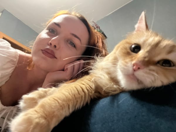 Cats lounging at home in Novosibirsk on a June afternoon.