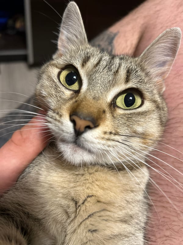 Tabby cat cuddles with tattooed person in Burgas apartment