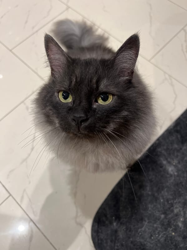 Cats, a dog, and aquarium fish at home in Saint Vith