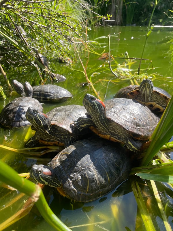Turtles, street cats, and a sculpture stop in Sochi