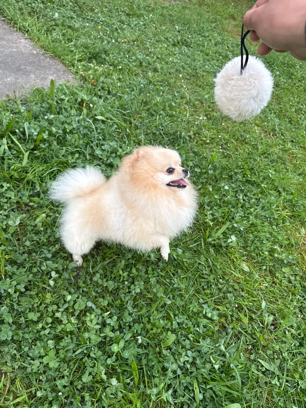 Pomeranian plays with toy on grass in German town