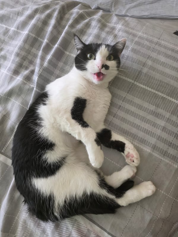 Cat plays on bed, driver sits in parked car
