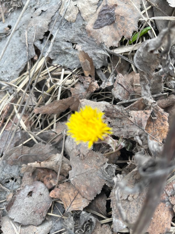 Yellow flower blooms amid dead leaves in Russian town