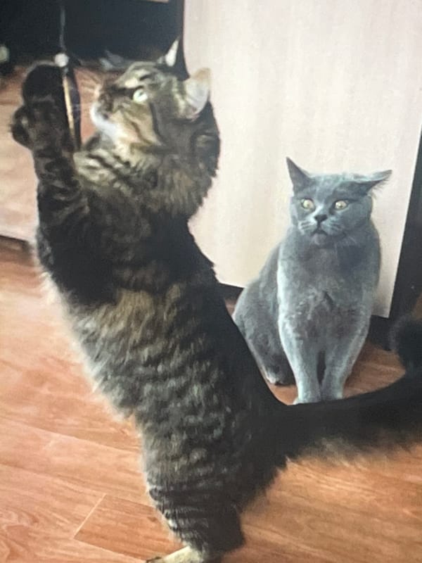 Cats at home in Belyye Berega, climbing, lounging, and exploring