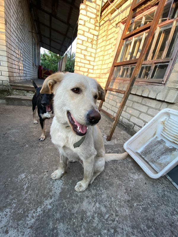 Two dogs in a fenced yard, Pervomaisk