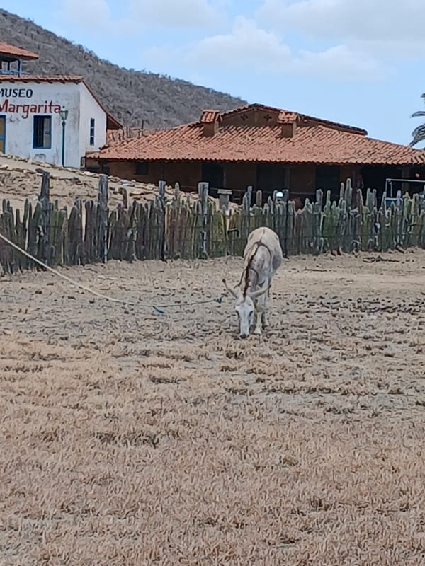 Donkey grazes near museum grounds in Juan Griego, Venezuela