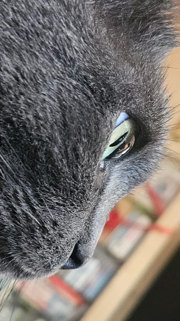 Grey cat and betta fish at home in Krasnodar