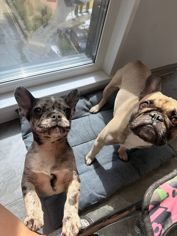 French Bulldogs observed indoors during rainy morning in Moscow