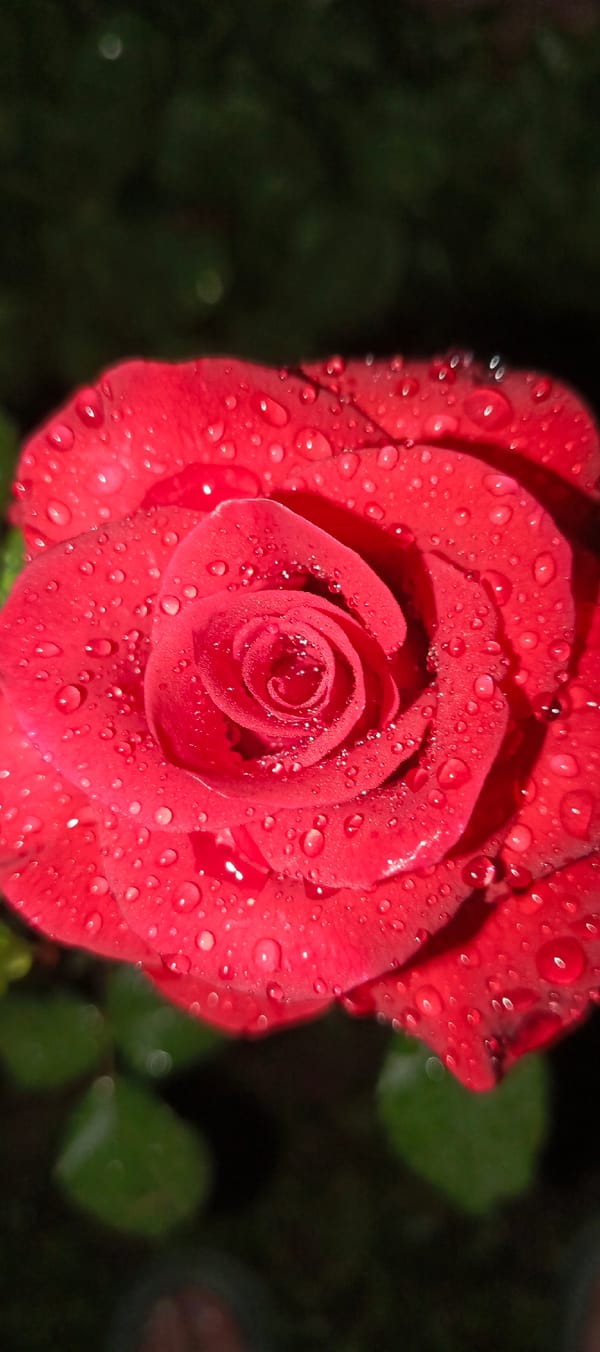 Rain-covered roses in a Russian garden, up close