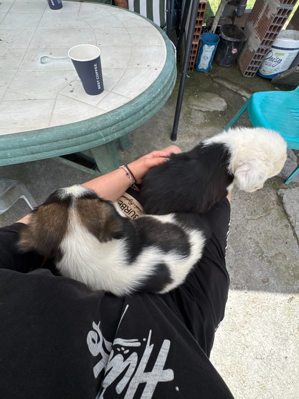 People play with puppies in Sredets, Bulgaria