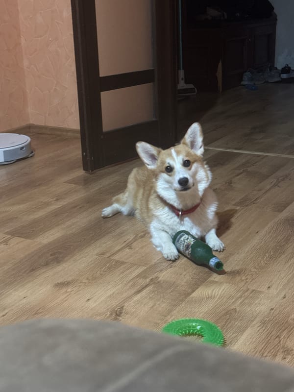 Corgi plays with green toy bottle on wooden floor