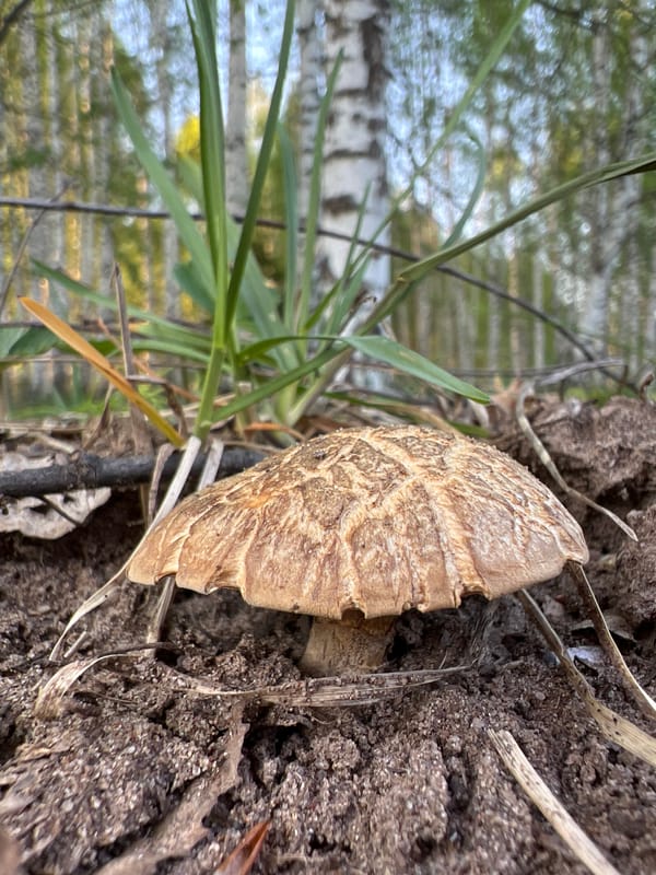 Nature photographer documents forest ecosystem wildlife in Zhigalki, Russia
