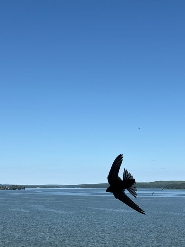Swifts over a calm lake in Votkinsk on a clear morning