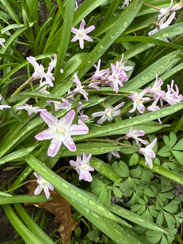 Spring flowers bloom after rain in Zelenograd, Russia