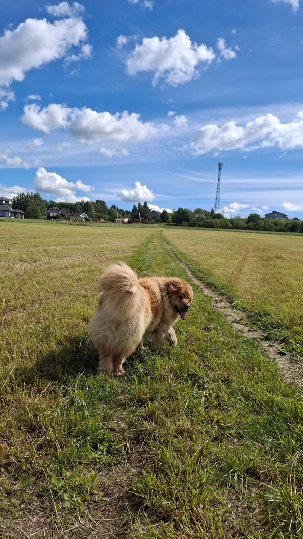 Fluffy dogs roaming sunny rural fields in Kempelevo