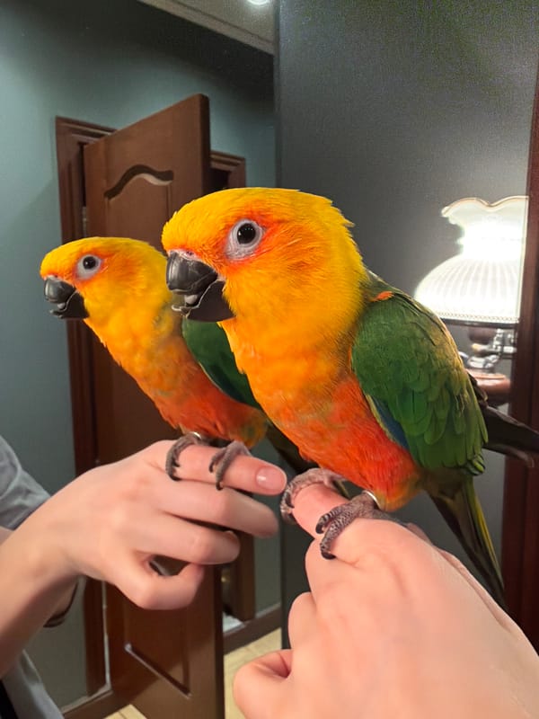 Colorful parrot photographed on hand in Khimki, Russia