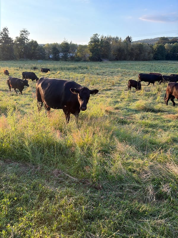Countryside afternoon: grazing cattle, dramatic skies, and old village streets