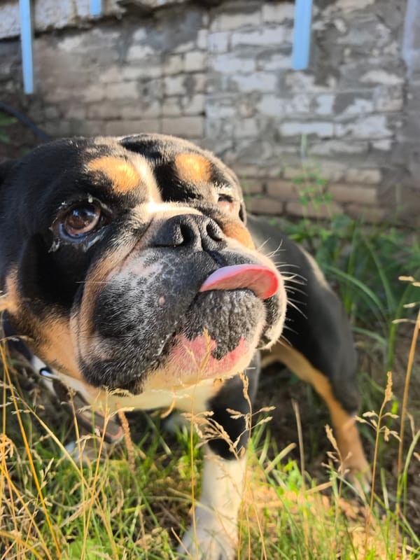 English Bulldog chilling outside a brick wall in Chaikovsky