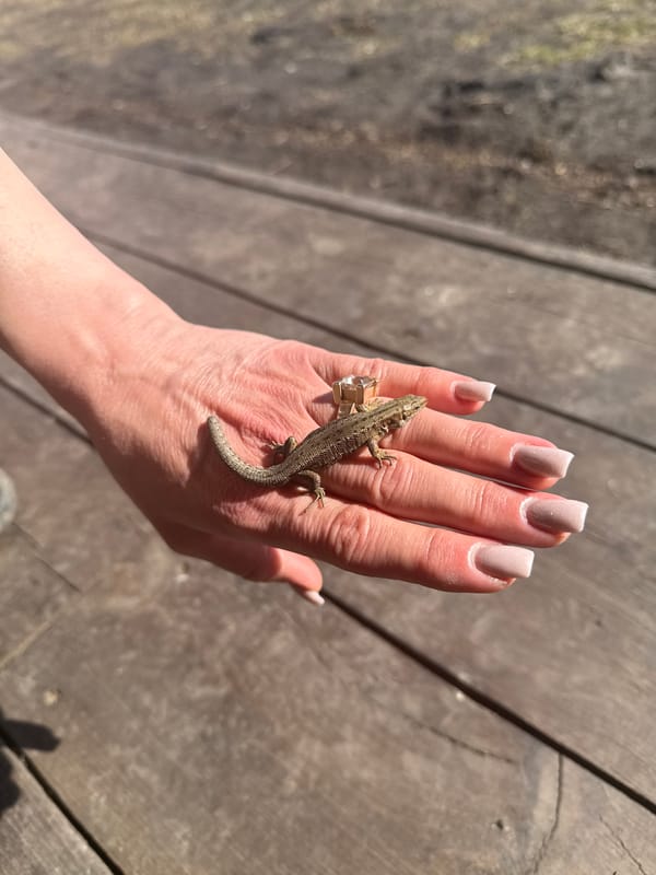 Person holds small lizard in palm in Tyulyuk