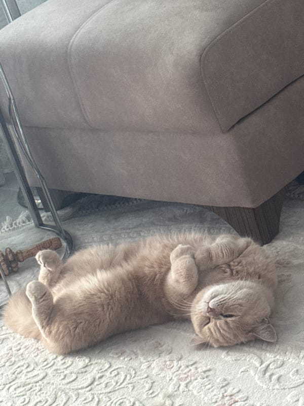Cat observed resting peacefully indoors during morning hours