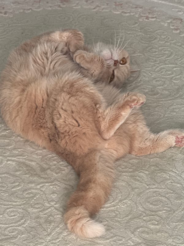 Orange Cat Spotted Relaxing on Ornate Rug