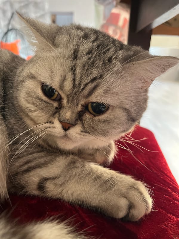 Gray tabby cat photographed on red surface in Chaikovsky