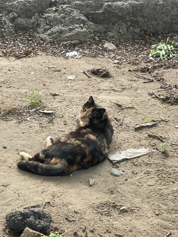 Tortoiseshell cat spotted on Mykolaiv streets amid urban decay