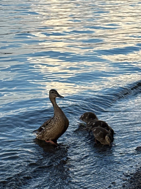 Duck family at Votkinsk Reservoir on a cloudy summer evening
