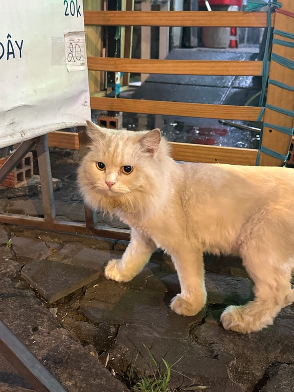 Street cats and Vietnamese lunch documented in Ho Chi Minh City