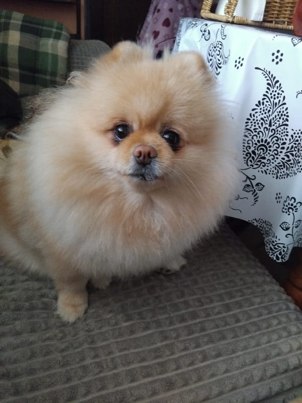 Pomeranian dog photographed on couch in Apriltsi home