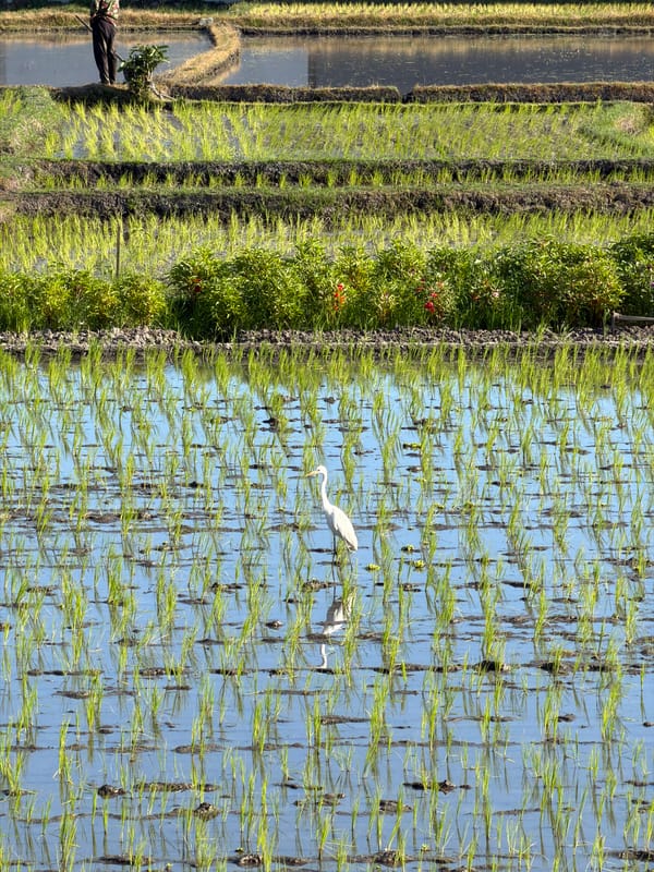 Flooded rice paddy under cultivation in Kediri, Indonesia