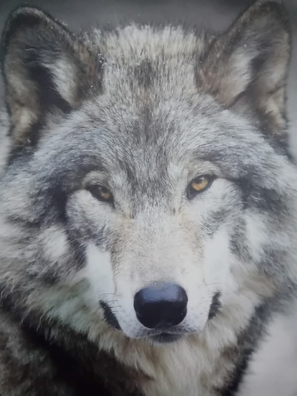 Wolf photo and interior room documented in Figueira da Foz