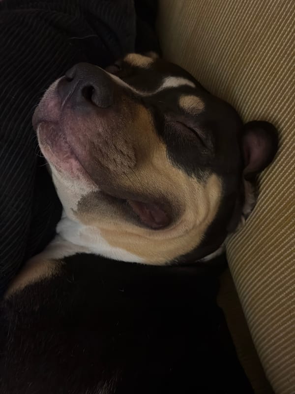 Tel-Aviv resident shares evening dog photos on social media