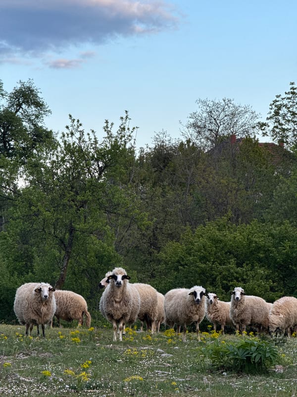Rural life documented in Stubo, Serbia countryside scenes
