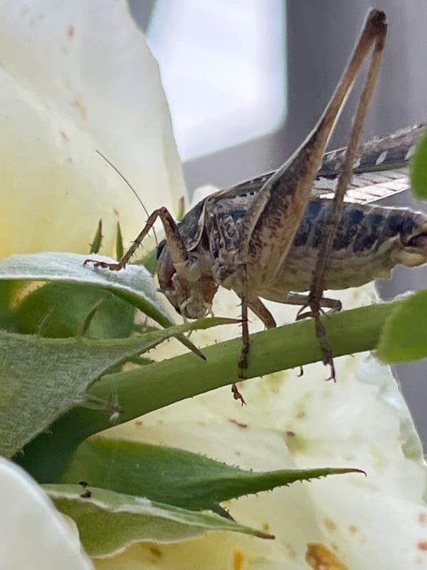Backyard afternoon: pets, garden bugs, and water gun play