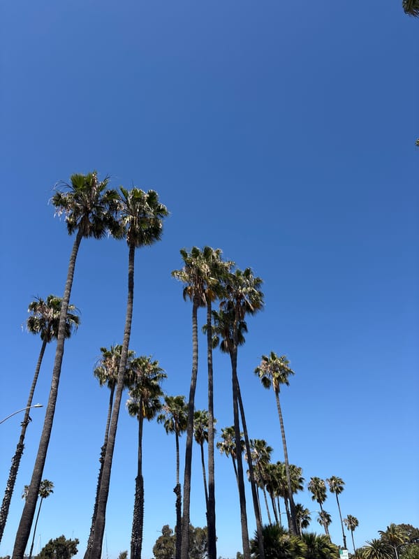 Palm trees photographed against clear sky in Long Beach