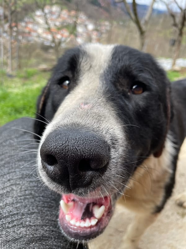 Pets spotted around construction site in Zlatograd, Bulgaria
