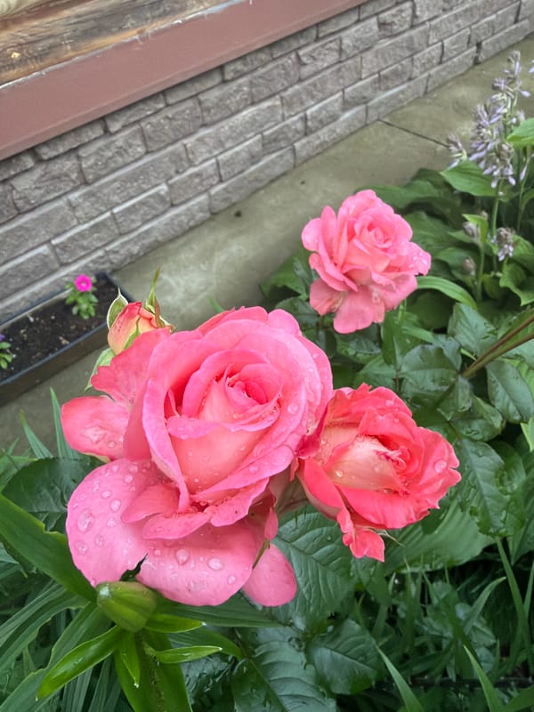 Rain-soaked garden roses dominate a summer afternoon in Chaikovsky