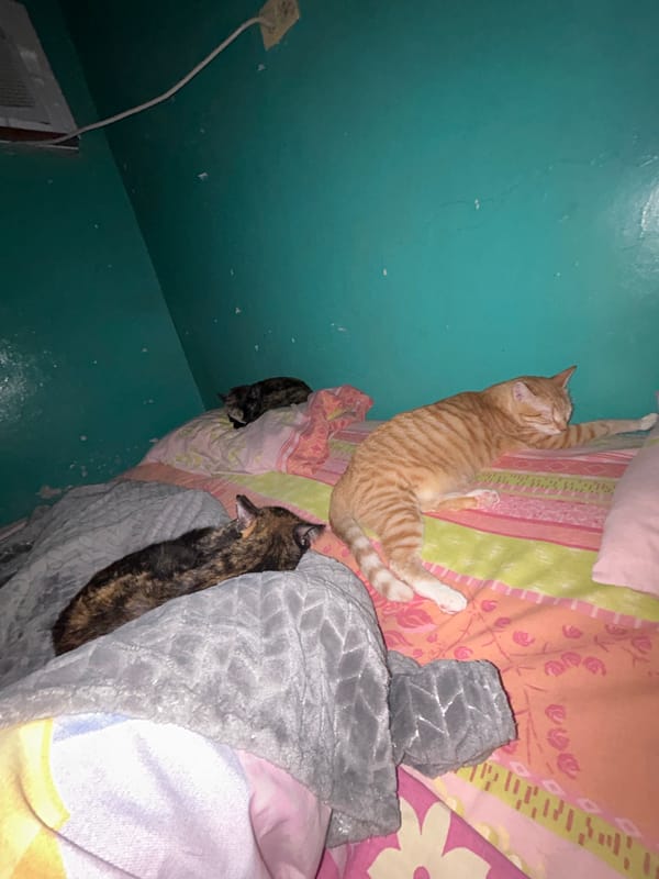 Morning bedroom scene with cats and sleeping person in Venezuela