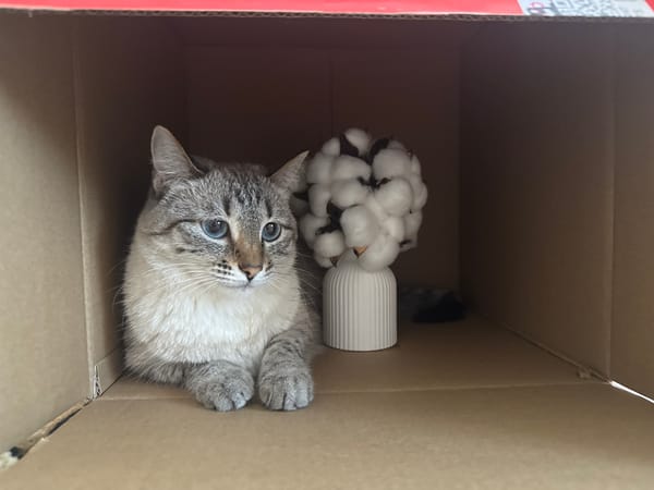 Tabby cat settles into a cardboard box in Ufa