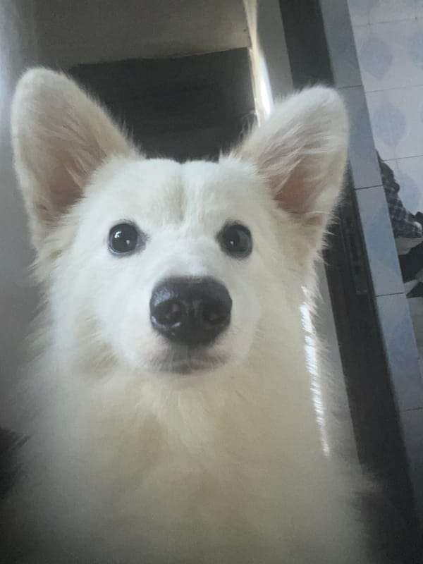 Casual indoor moments with white dog captured in Ikot Ekpene