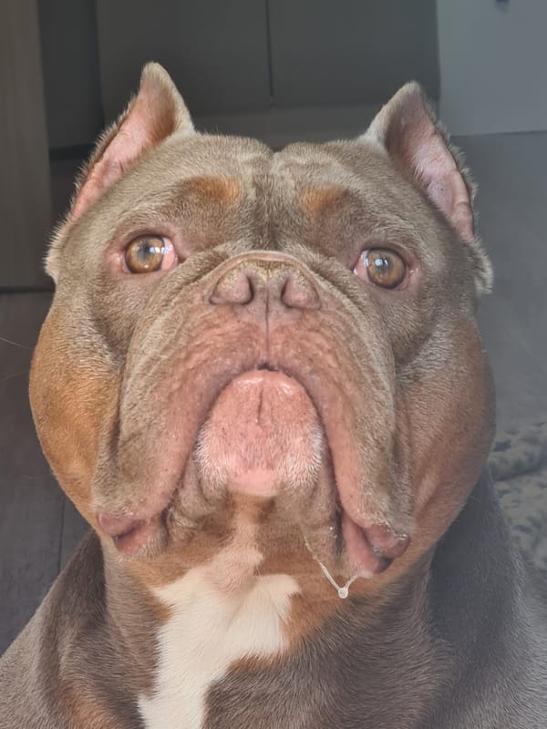 Close-up portrait series of an American Bully dog indoors
