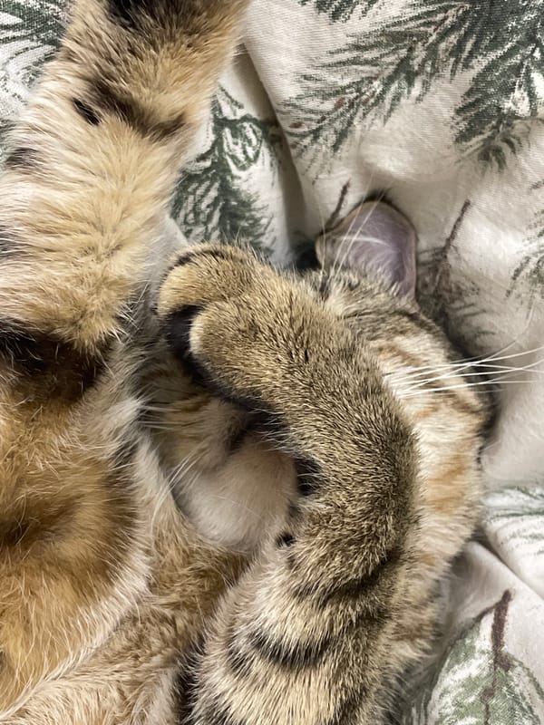 Tabby cat sleeps peacefully on bed in Vinnytsia