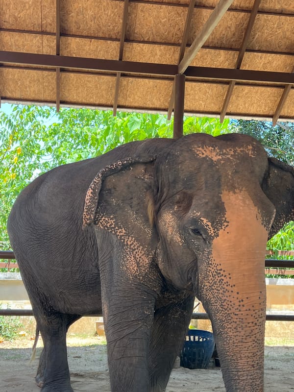 Elephant under shelter at Ko Samui enclosure