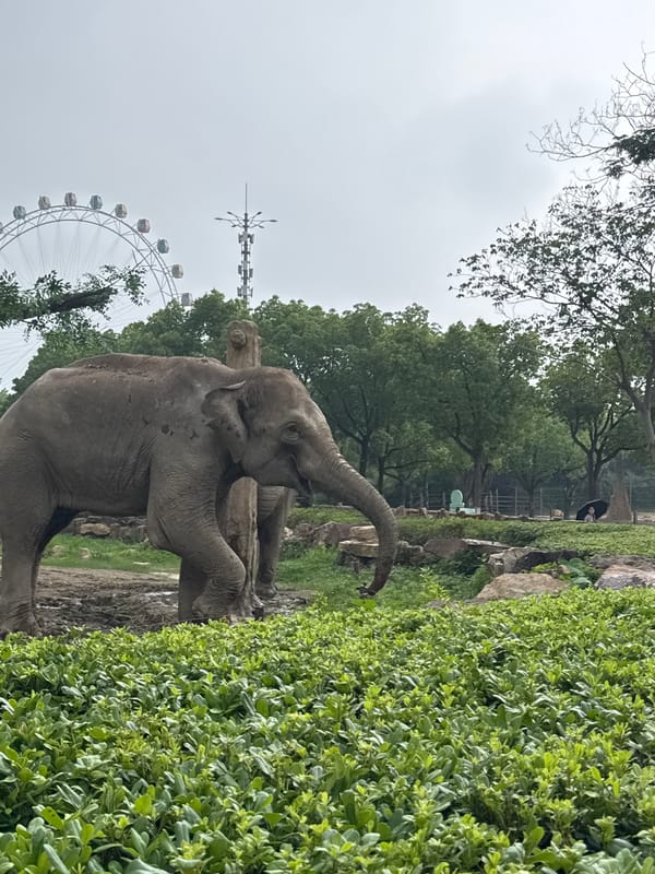 Elephants playing with water at Shanghai Wild Animal Zoo