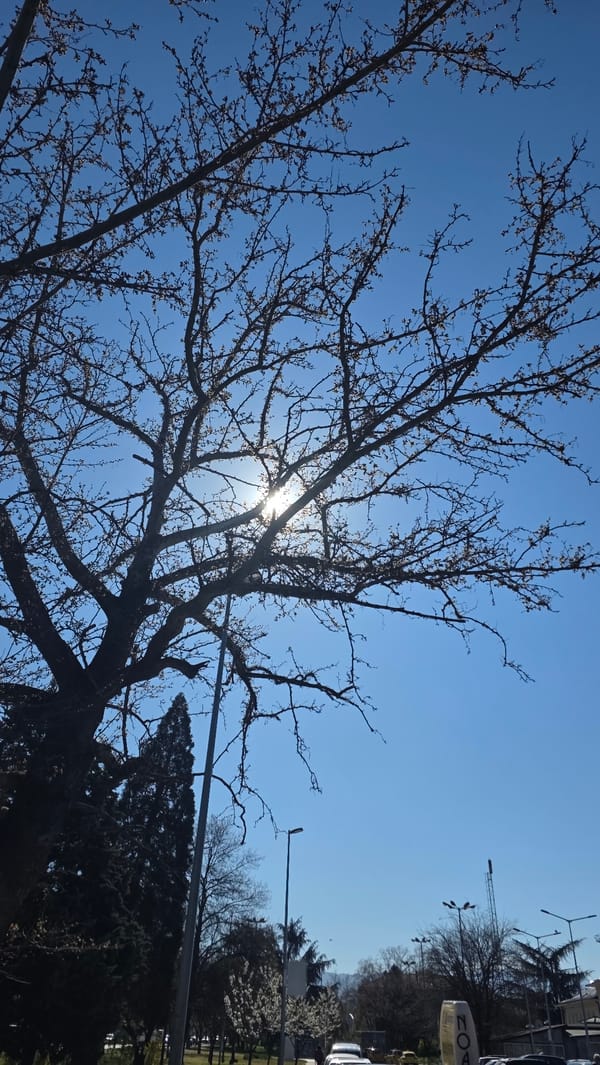 Morning sunlight through bare branches captured in Blagoevgrad