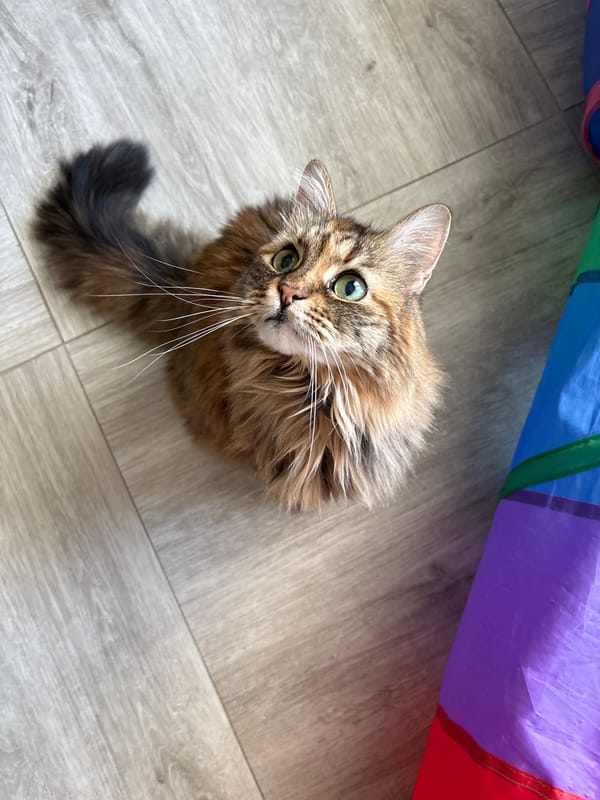 Two cats spotted in quiet morning moment in Bar