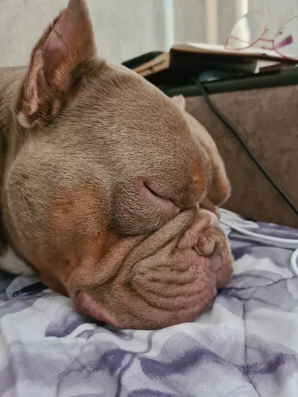 Wrinkly bulldog fast asleep in cozy blankets